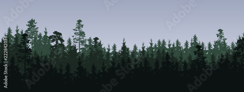 Vector illustration of a green coniferous forest with spruces and pines in three layers, under a gray cloudy sky - with copy space
