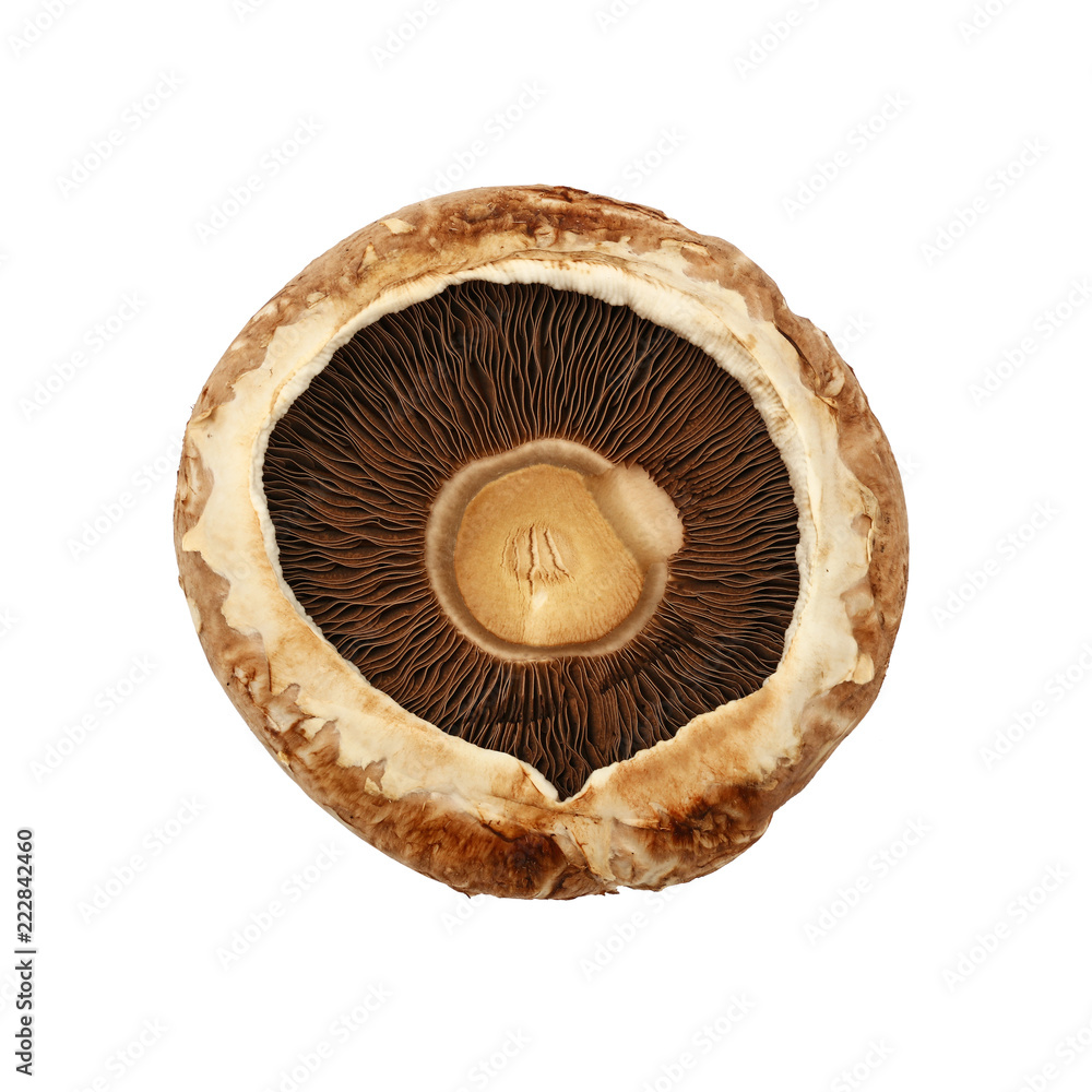 One brown portobello mushroom isolated on white One brown portobello mushroom isolated on white
