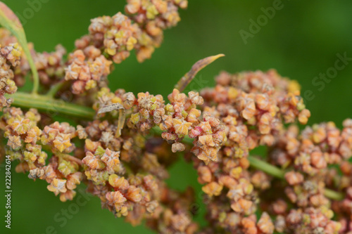Yellow and orange flowers on a mature quinoa plant