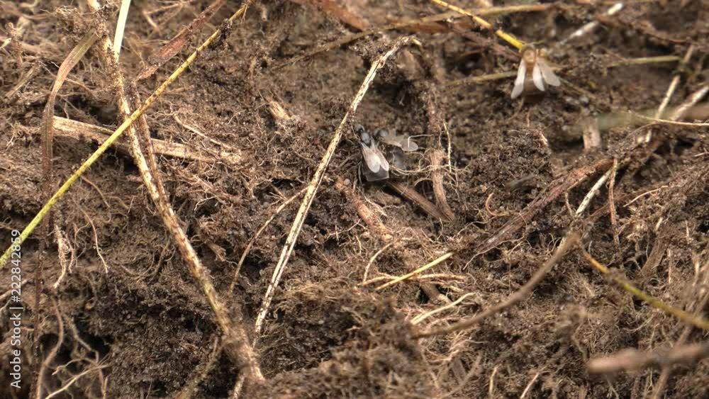 Black ants walk around the anthill and build a nest. Black ants walk around the anthill and build a nest.