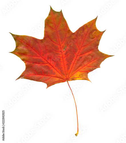 Autumn maple tree leaf