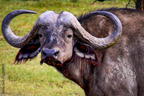 Close up of a water buffalo with large horns in Queen Elizabeth National Park in Uganda, East Africa