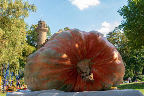 Huge Pumpkin in various colors which can celebrate the holiday season photo