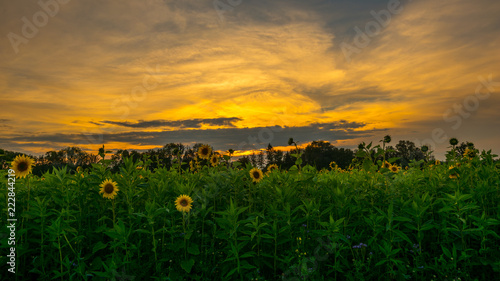 Fototapeta Naklejka Na Ścianę i Meble -  Schöne Sonnenblumen