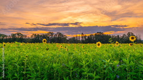 Fototapeta Naklejka Na Ścianę i Meble -  Schöne Sonnenblumen