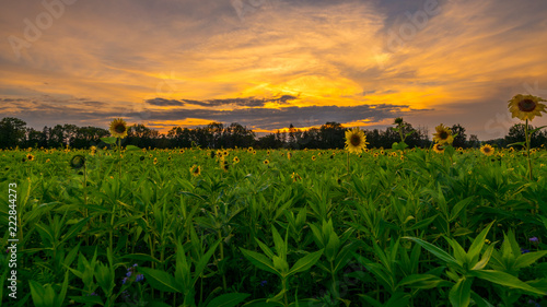 Fototapeta Naklejka Na Ścianę i Meble -  Schöne Sonnenblumen