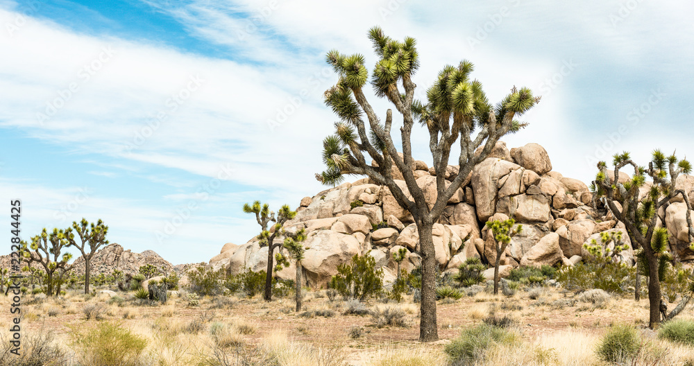 Fototapeta premium Joshua trees (Yucca brevifolia) among boulder pile in Joshua Tree National Park, California