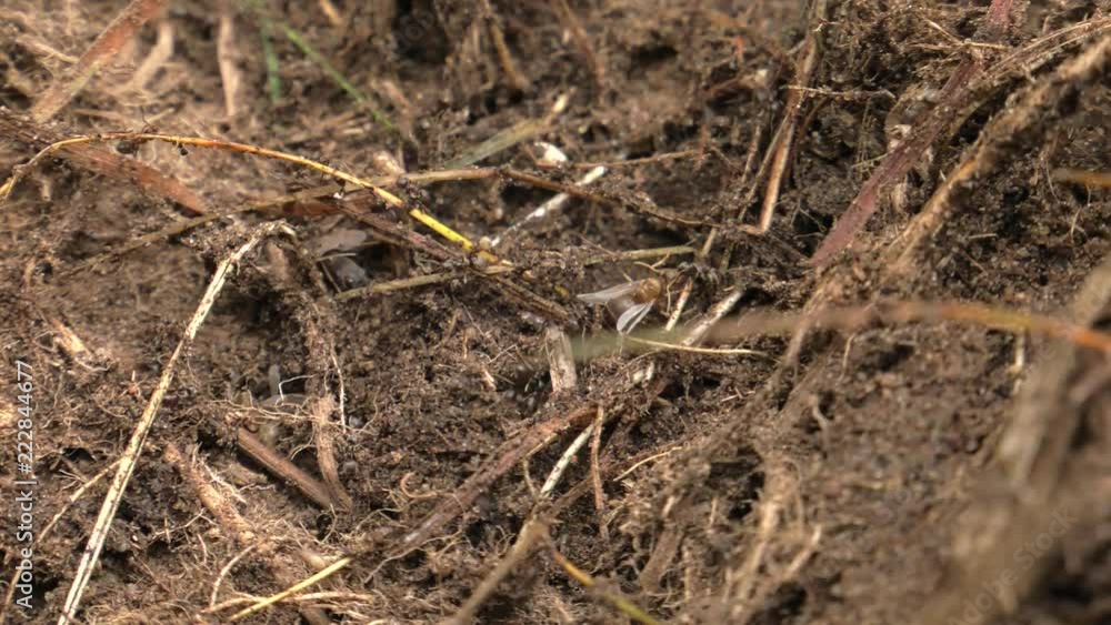 Black ants walk around the anthill and build a nest. Black ants walk around the anthill and build a nest.