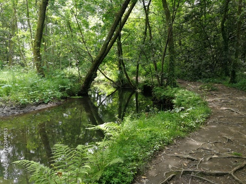 A river and a path through a forest, Rio Tomaza, Spain