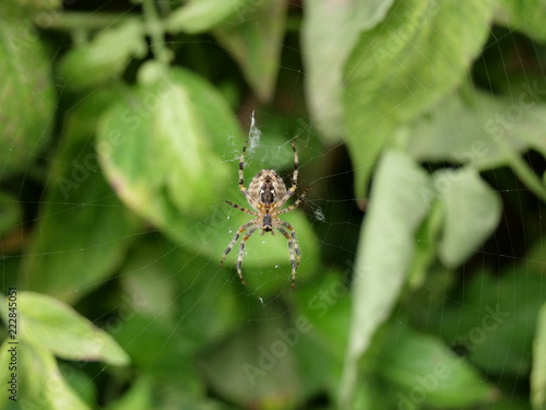 Spider in Spider Web © Kirsten Dohmeier