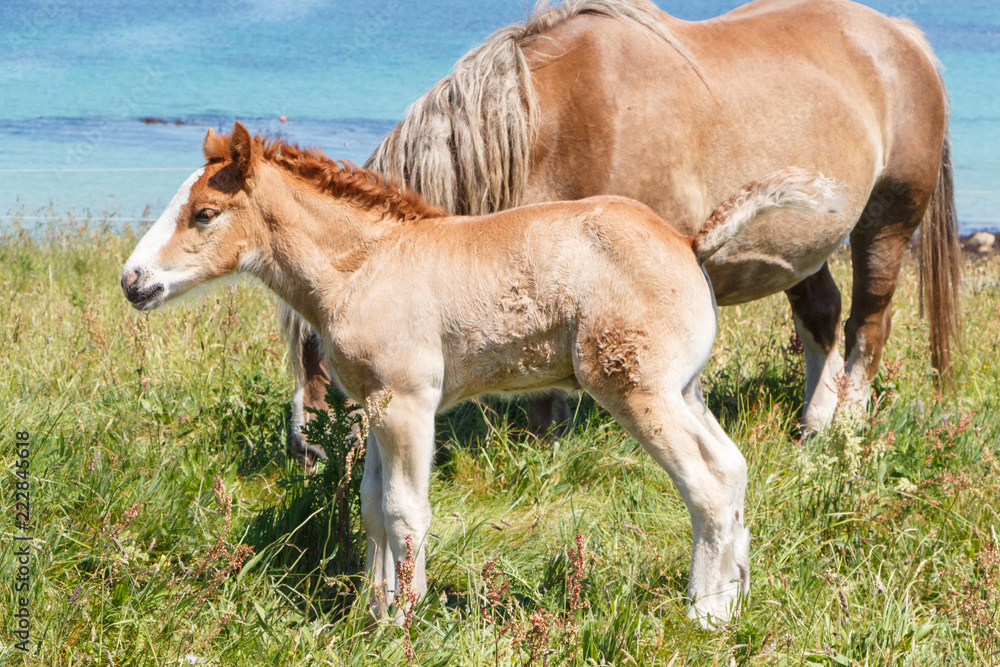 Jument Trait Breton et son poulain au pré près de la côte