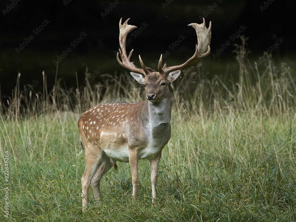 Fallow deer (Dama dama)