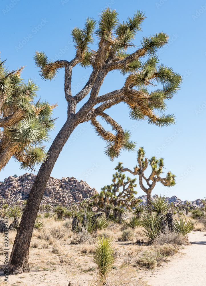 Joshua trees (Yucca brevifolia) along Willow Hole Trail in Joshua Tree National Park, California