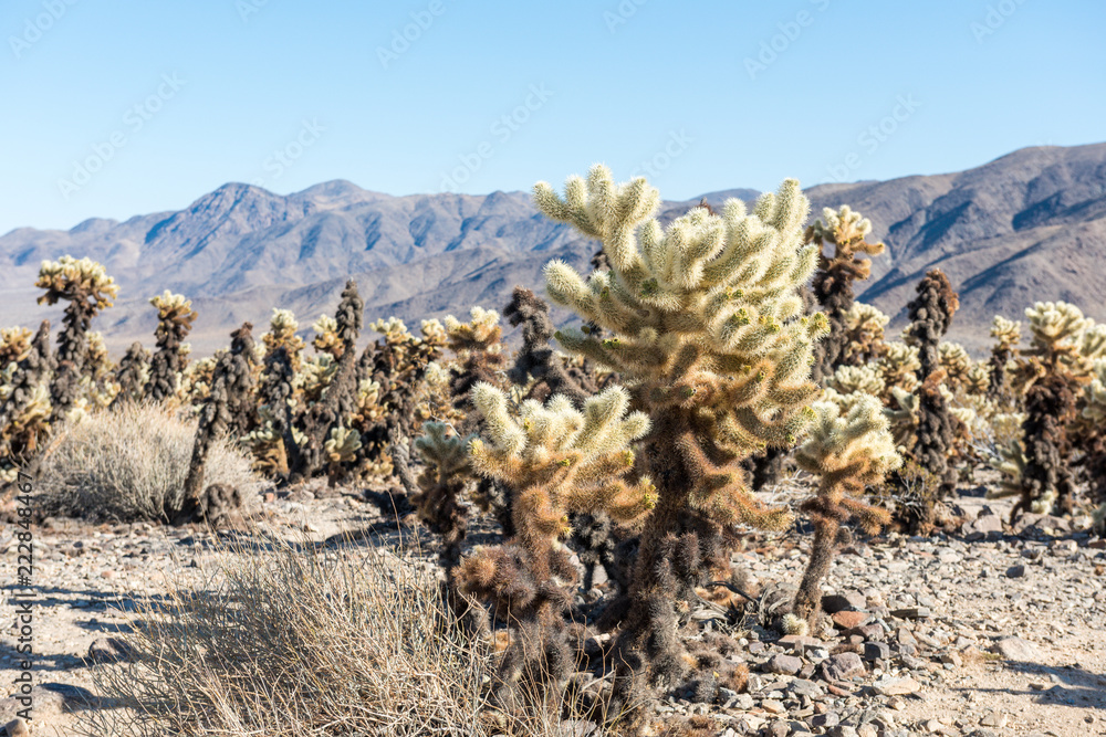 Cholla cactus (Cylindropuntia bigelovii) known as Teddy-bear cholla in the Cholla Cactus Garden in Joshua Tree National Park, California Cholla cactus (Cylindropuntia bigelovii) known as Teddy-bear cholla in the Cholla Cactus Garden in Joshua Tree National Park, California