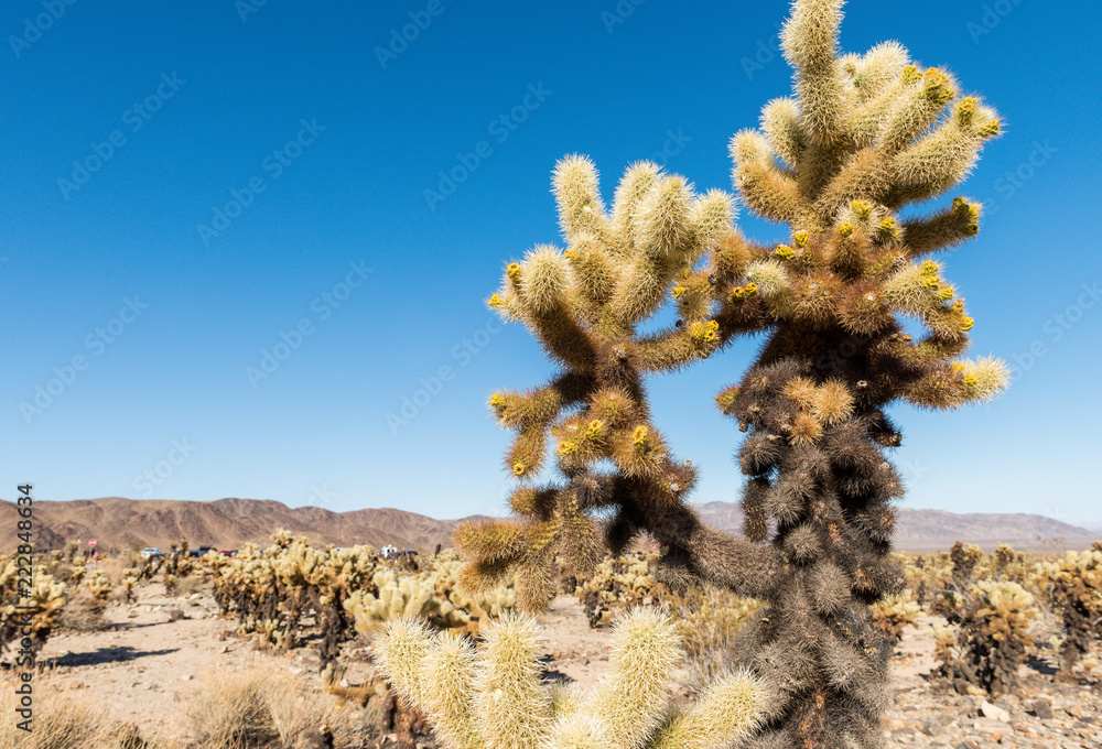 Cholla cactus (Cylindropuntia bigelovii) known as Teddy-bear cholla in ...
