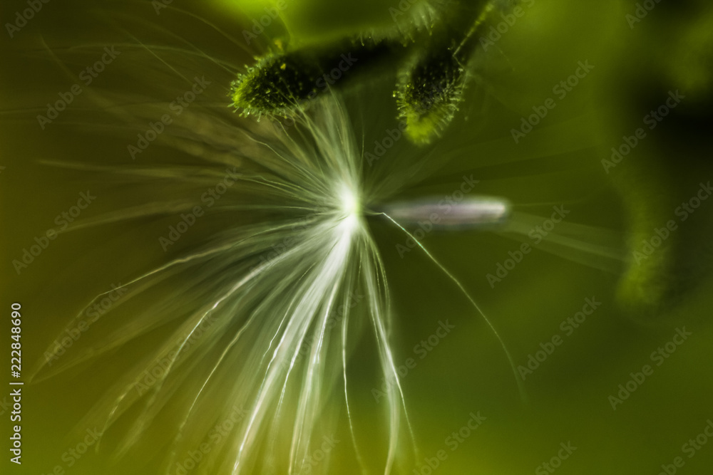 Obraz premium The seed head of a dandelion or Taraxacum flowers, silhouette and blurred effect.