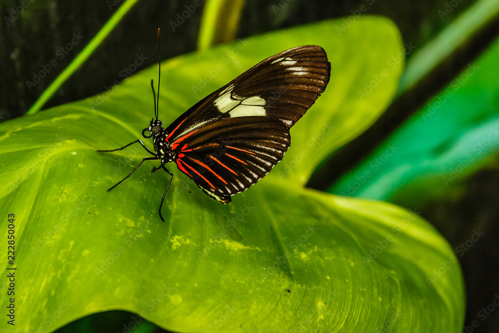 Fototapeta premium butterfly with green background