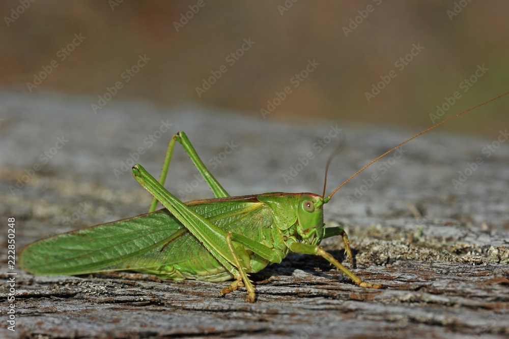 Weibliches Grünes Heupferd (Tettigonia viridissima)
Weibliches Grünes Heupferd (Tettigonia viridissima)