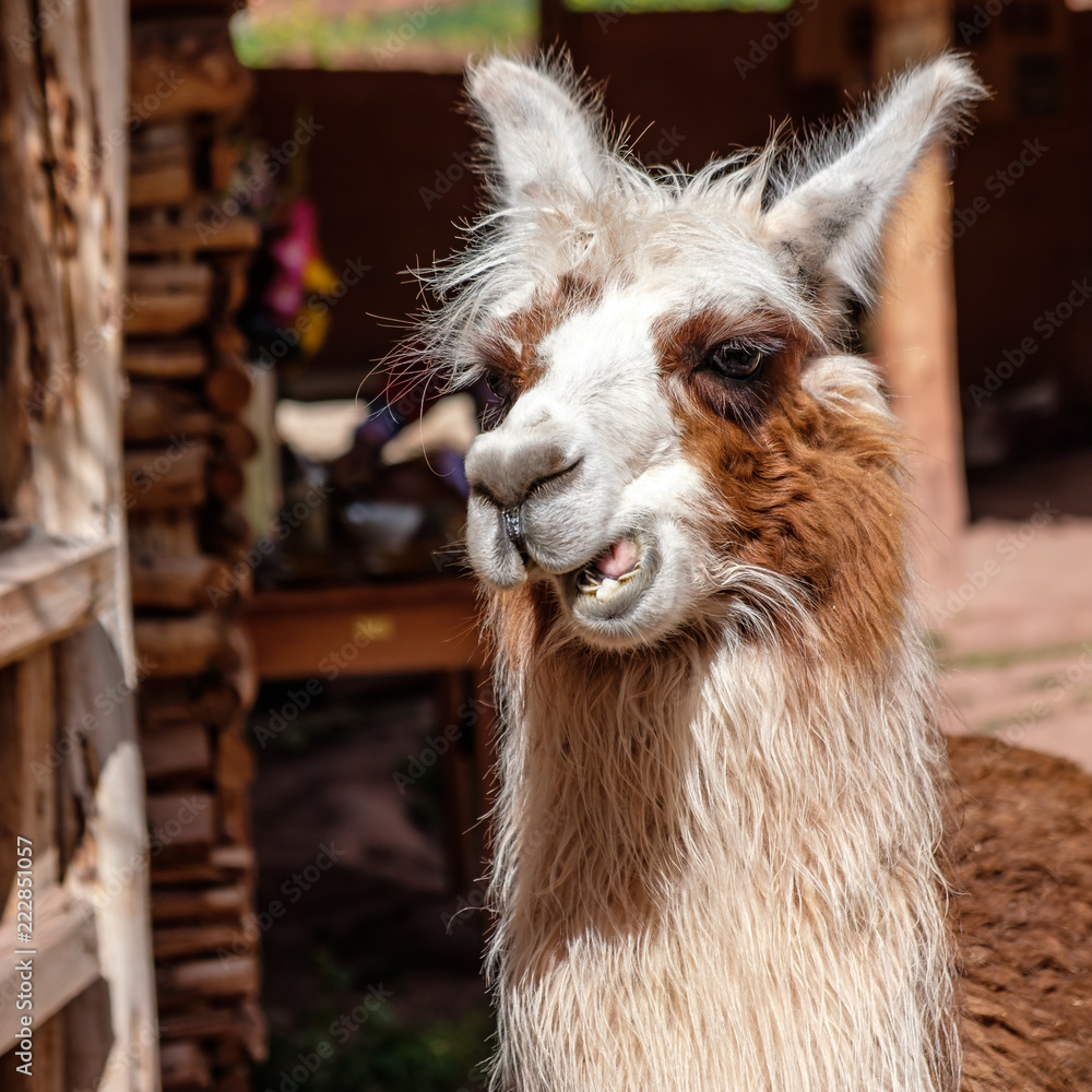 Fototapeta premium llama making a face