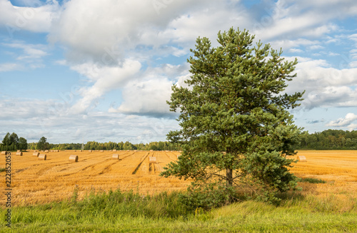Harvesting of cereals, Europe