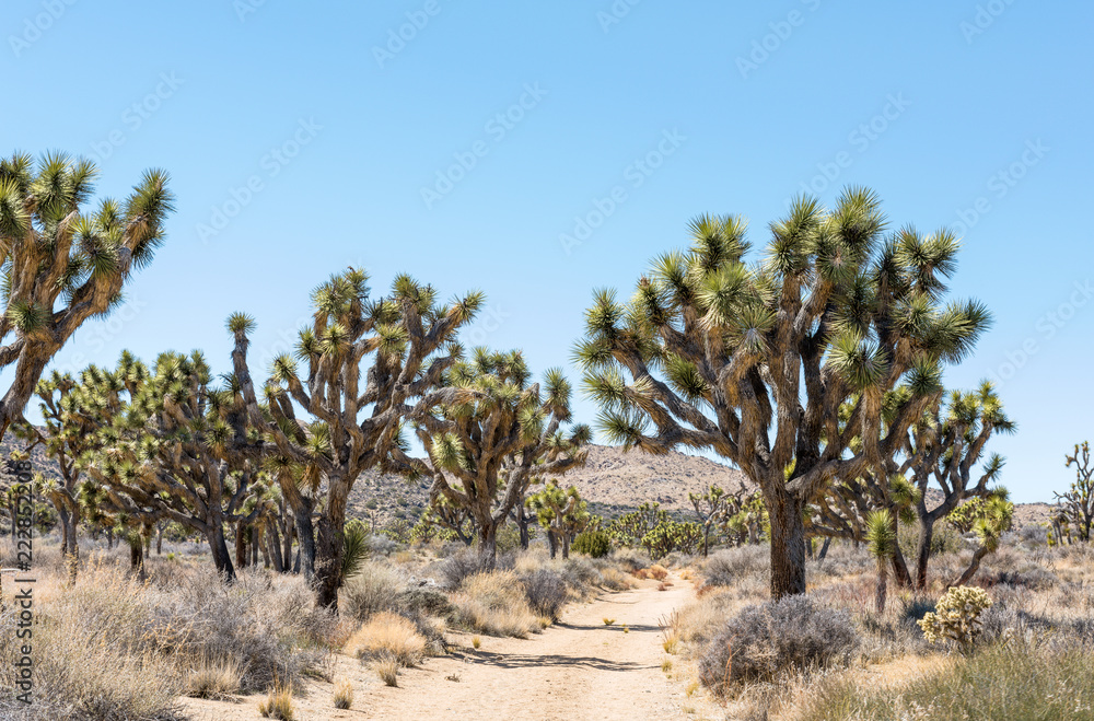 Joshua trees (Yucca brevifolia) on Stubbe Springs Loop in Joshua Tree National Park, California Joshua trees (Yucca brevifolia) on Stubbe Springs Loop in Joshua Tree National Park, California
