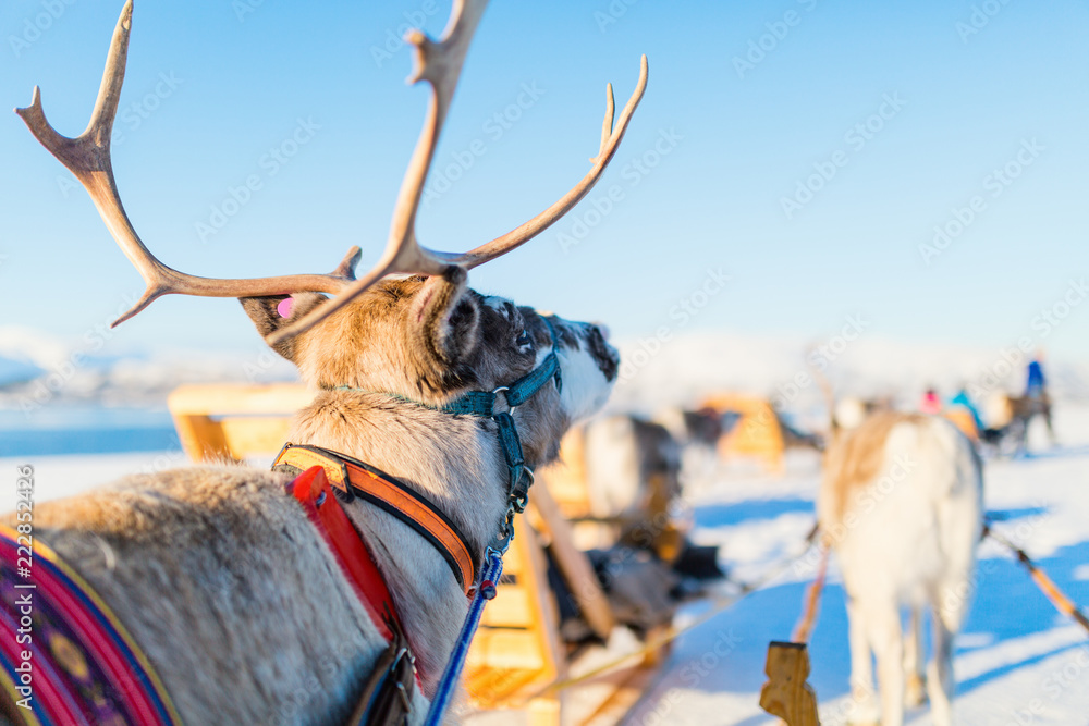 Reindeer in Northern Norway - obrazy, fototapety, plakaty 