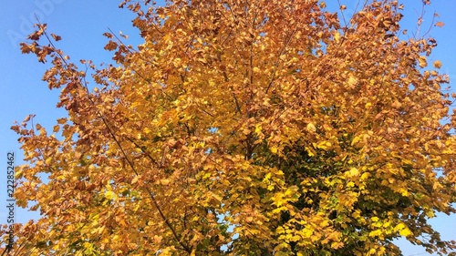 tree with yellow leaves, tree with yellow leaves against a clear blue sky