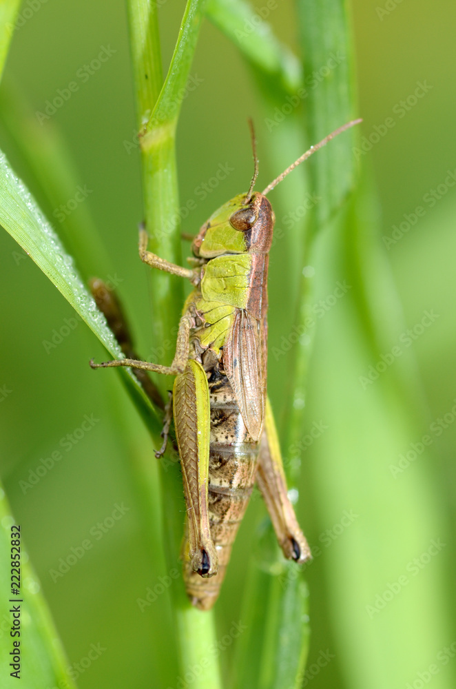 Green grasshopper's in the grass. Green grasshopper's in the grass.