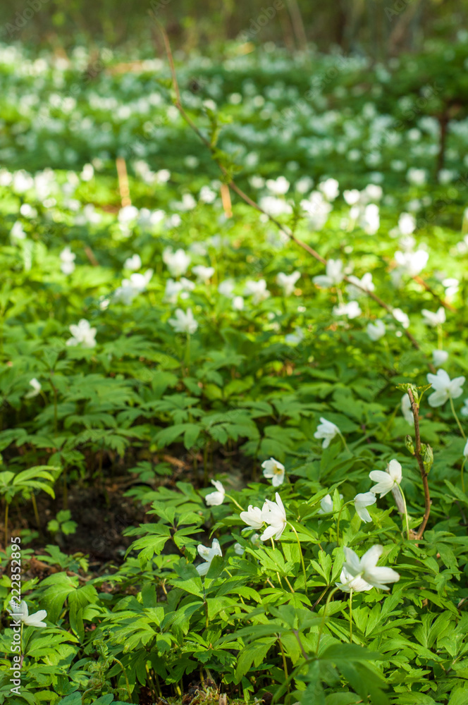 Wood anemone during Spring season in Finland on a sunny day