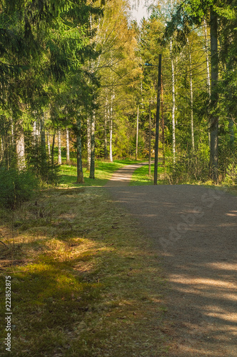Finnish Summer and nature. A forest in Finland is often ever green and calm