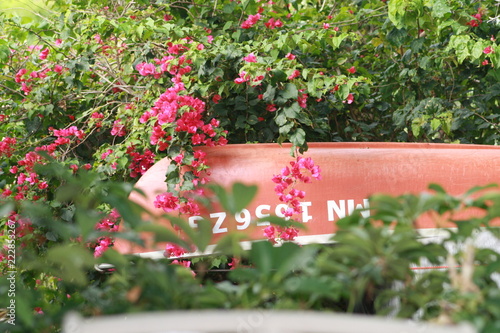 Canoe covered in Bougainvillea vines, red, flowers