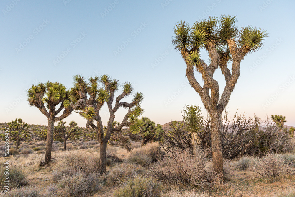 Joshua trees (Yucca brevifolia) at dusk off Stubbe Springs Loop in Joshua Tree National Park, California Joshua trees (Yucca brevifolia) at dusk off Stubbe Springs Loop in Joshua Tree National Park, California