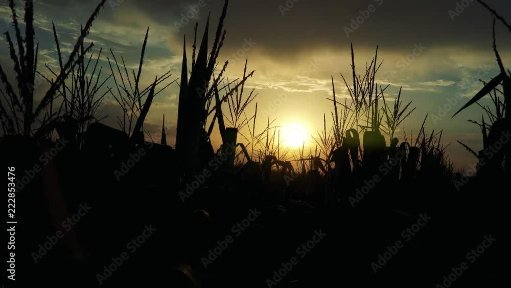 Organic beautiful corn field at sunset. 4K Organic beautiful corn field at sunset. 4K