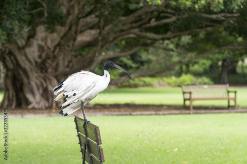 Ibis in Sydney photo