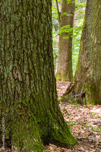 Trees in the forest standing in a row