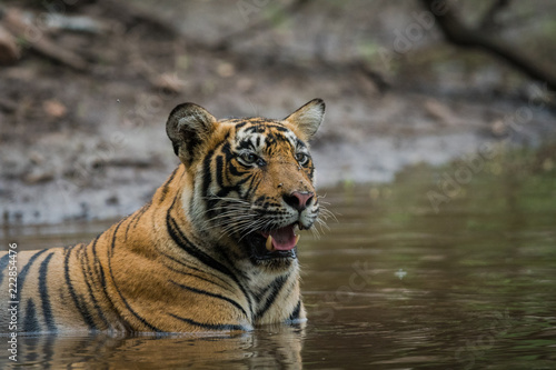 Fototapeta Naklejka Na Ścianę i Meble -  In a monsoon season a male tiger resting in waterhole at Ranthambore National Park