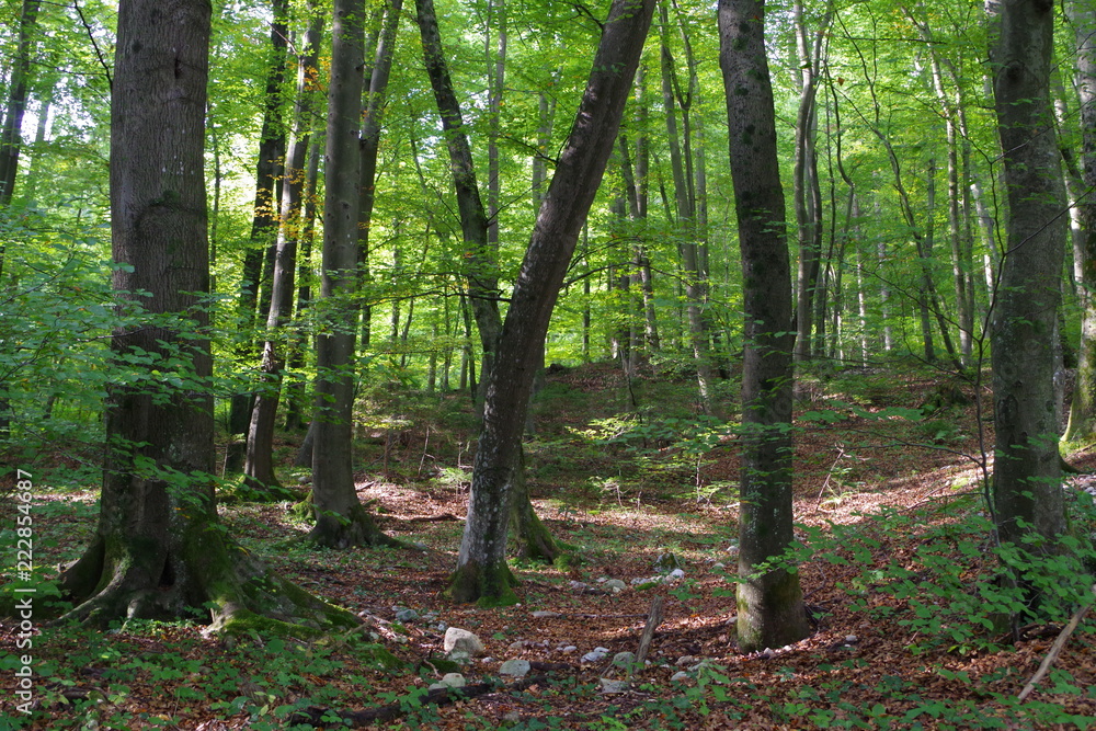 Forest in Slovenia Forest in Slovenia