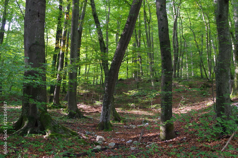 Forest in Slovenia