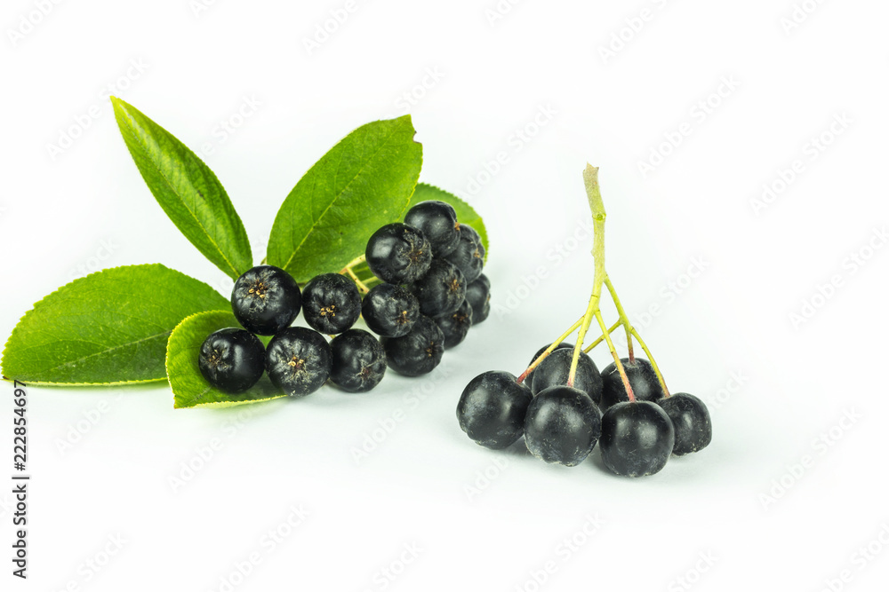two branches of ripe, black ashberry