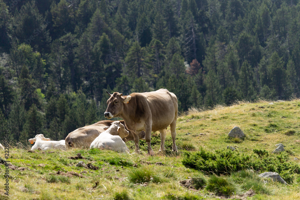 Brown Cow and White Calf Brown Cow and White Calf