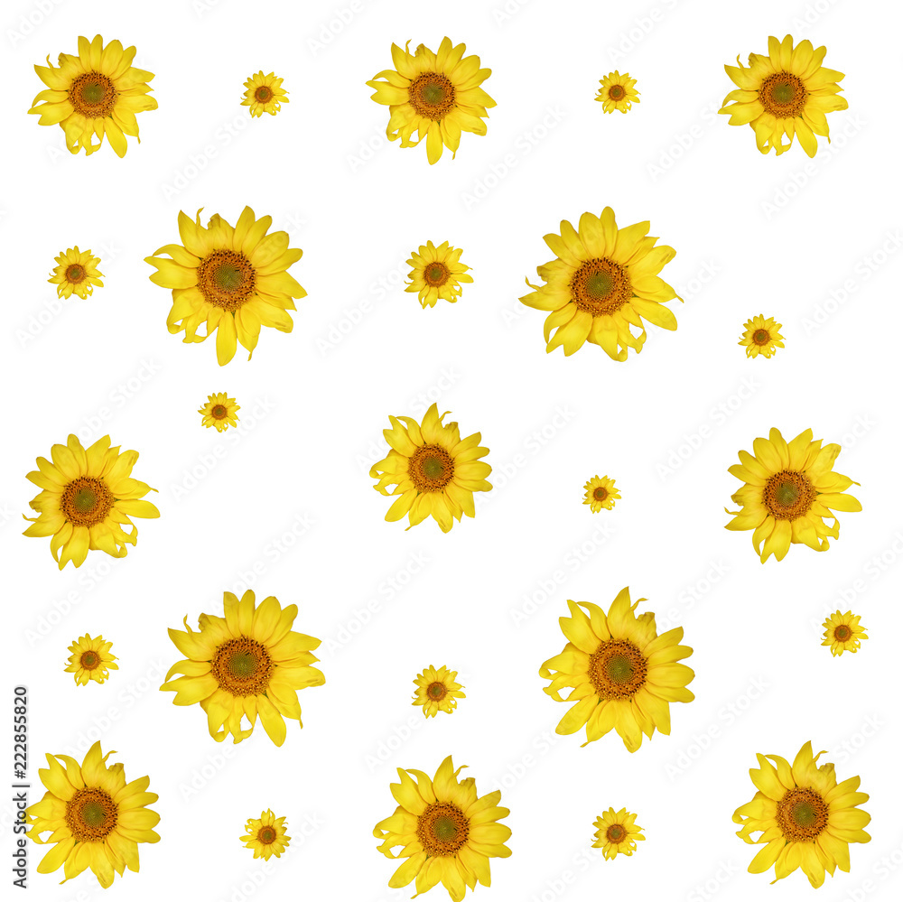 print. sunflower isolated pattern on white background print. sunflower isolated pattern on white background