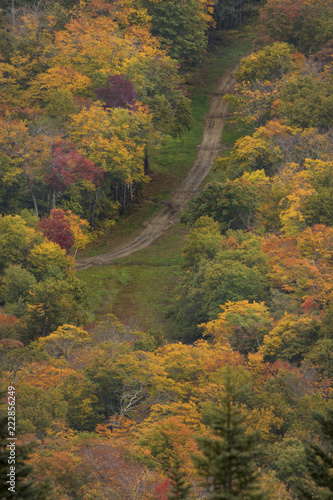 path in colorful fall foliage forest