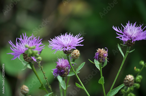 Blossom cornflower with purple image of flowers