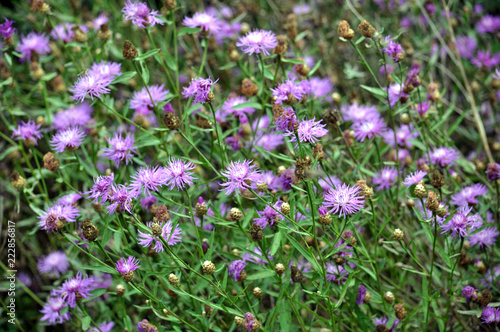 Fototapeta Naklejka Na Ścianę i Meble -  Blossom cornflower with purple image of flowers