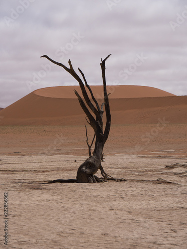 DeadVlei salt pan in Sossusvlei  inside the Namib-Naukluft Park in Namibia.