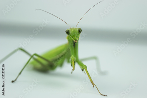 mantis, close-up © Nikolay