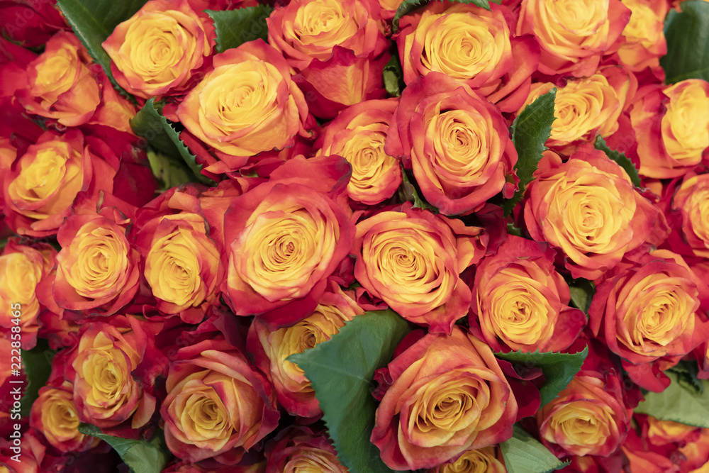 Beautiful, fresh orange roses. Beautiful, fresh orange roses.