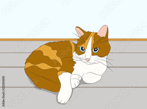 cat lies in the room