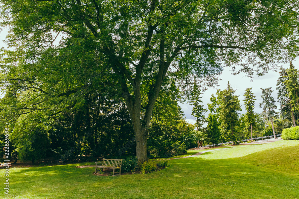 A bench under a big tree on a grassland in a quiet park with no people around