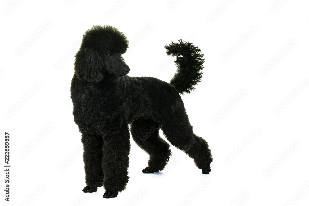 A black king poodle isolated in white A black king poodle isolated in white